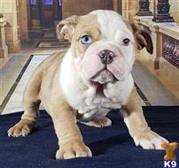 english bulldog puppy posted by tankrtots