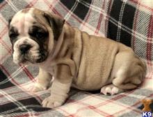 english bulldog puppy posted by tankrtots
