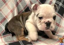 english bulldog puppy posted by tankrtots