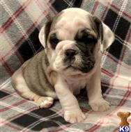 english bulldog puppy posted by tankrtots