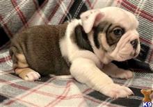 english bulldog puppy posted by tankrtots