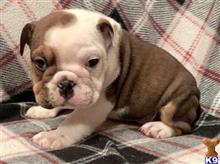 english bulldog puppy posted by tankrtots