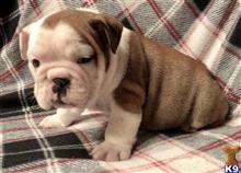 english bulldog puppy posted by tankrtots