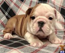 english bulldog puppy posted by tankrtots
