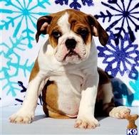 english bulldog puppy posted by tankrtots