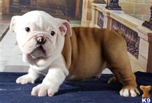 english bulldog puppy posted by tankrtots
