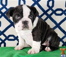 english bulldog puppy posted by tankrtots