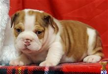 english bulldog puppy posted by tankrtots