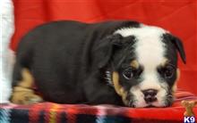 english bulldog puppy posted by tankrtots