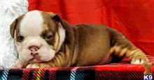 english bulldog puppy posted by tankrtots