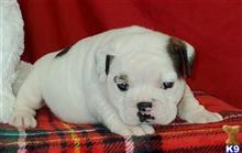 english bulldog puppy posted by tankrtots