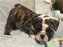 english bulldog puppy posted by tankrtots