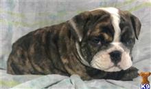 english bulldog puppy posted by tankrtots