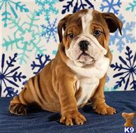english bulldog puppy posted by tankrtots