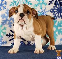 english bulldog puppy posted by tankrtots