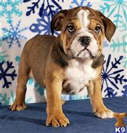 english bulldog puppy posted by tankrtots
