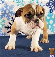 english bulldog puppy posted by tankrtots