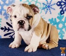 english bulldog puppy posted by tankrtots