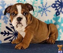 english bulldog puppy posted by tankrtots