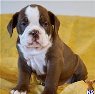 english bulldog puppy posted by tankrtots