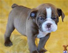 english bulldog puppy posted by tankrtots