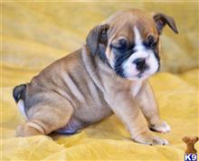 english bulldog puppy posted by tankrtots