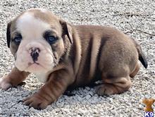 english bulldog puppy posted by tankrtots