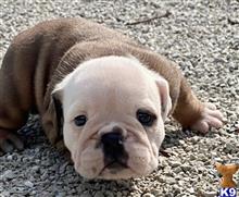english bulldog puppy posted by tankrtots