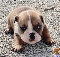 english bulldog puppy posted by tankrtots