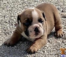 english bulldog puppy posted by tankrtots