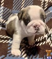 english bulldog puppy posted by tankrtots