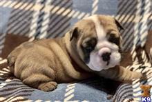 english bulldog puppy posted by tankrtots