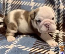 english bulldog puppy posted by tankrtots