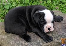 english bulldog puppy posted by tankrtots