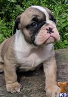 english bulldog puppy posted by tankrtots