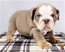 english bulldog puppy posted by tankrtots