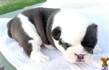 english bulldog puppy posted by tankrtots