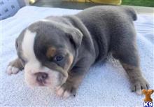 english bulldog puppy posted by tankrtots