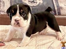 english bulldog puppy posted by tankrtots