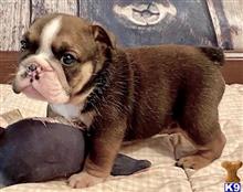 english bulldog puppy posted by tankrtots