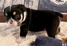 english bulldog puppy posted by tankrtots