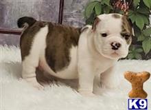 english bulldog puppy posted by tankrtots
