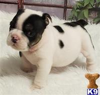 english bulldog puppy posted by tankrtots