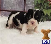 english bulldog puppy posted by tankrtots