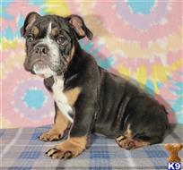 english bulldog puppy posted by tankrtots