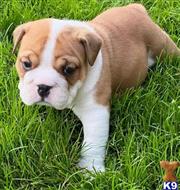 english bulldog puppy posted by tankrtots