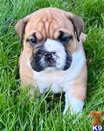 english bulldog puppy posted by tankrtots