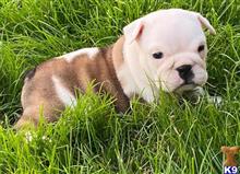 english bulldog puppy posted by tankrtots