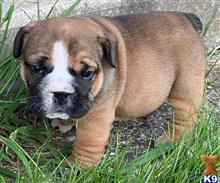 english bulldog puppy posted by tankrtots