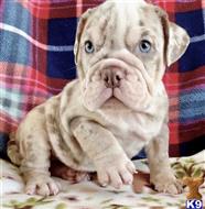 english bulldog puppy posted by tankrtots